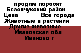 продам поросят .Безенчукский район  › Цена ­ 2 500 - Все города Животные и растения » Другие животные   . Ивановская обл.,Иваново г.